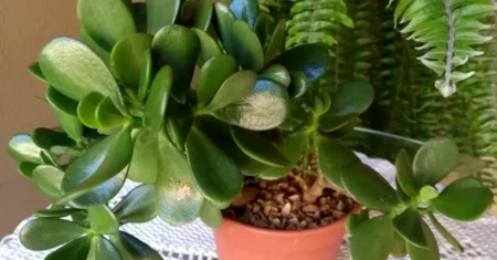 Como Plantar e Cuidar de uma Árvore de Jade em Casa: Um Guia Completo