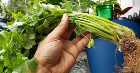 Cultivando Coentro em Casa na Água: Um Guia Prático e Sustentável